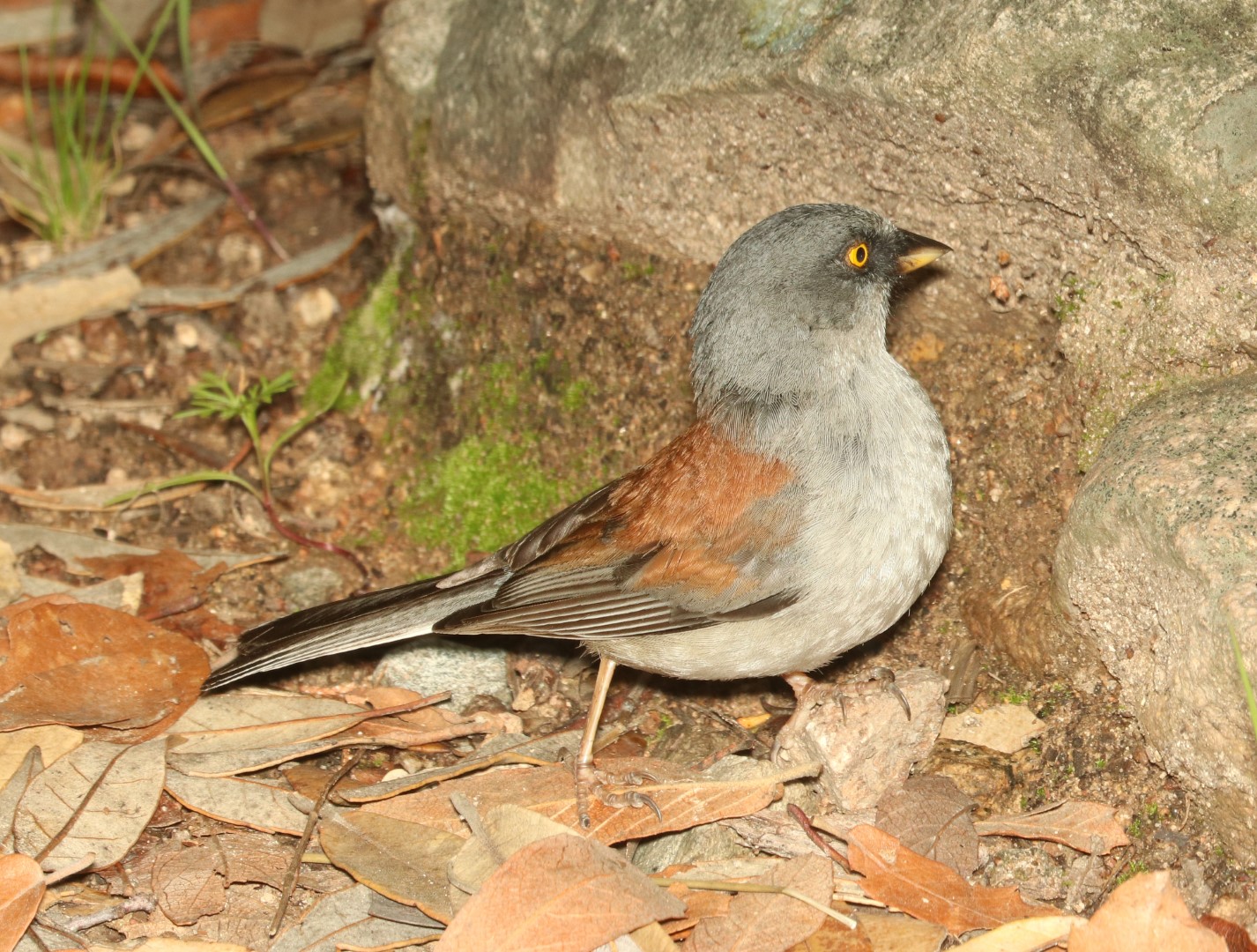 Yellow-eyed Junco