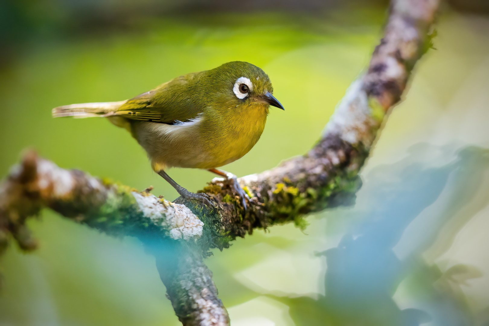 Yellow-eyed White-eye