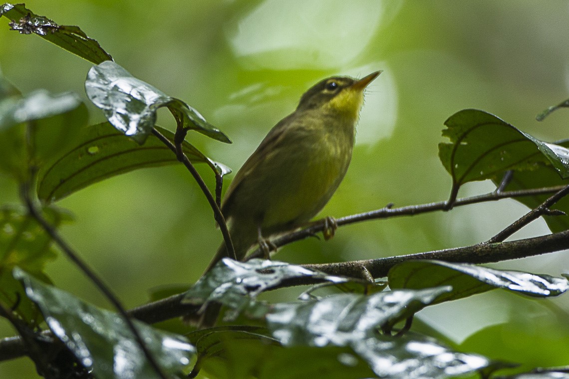 Yellow-eyed White-eye