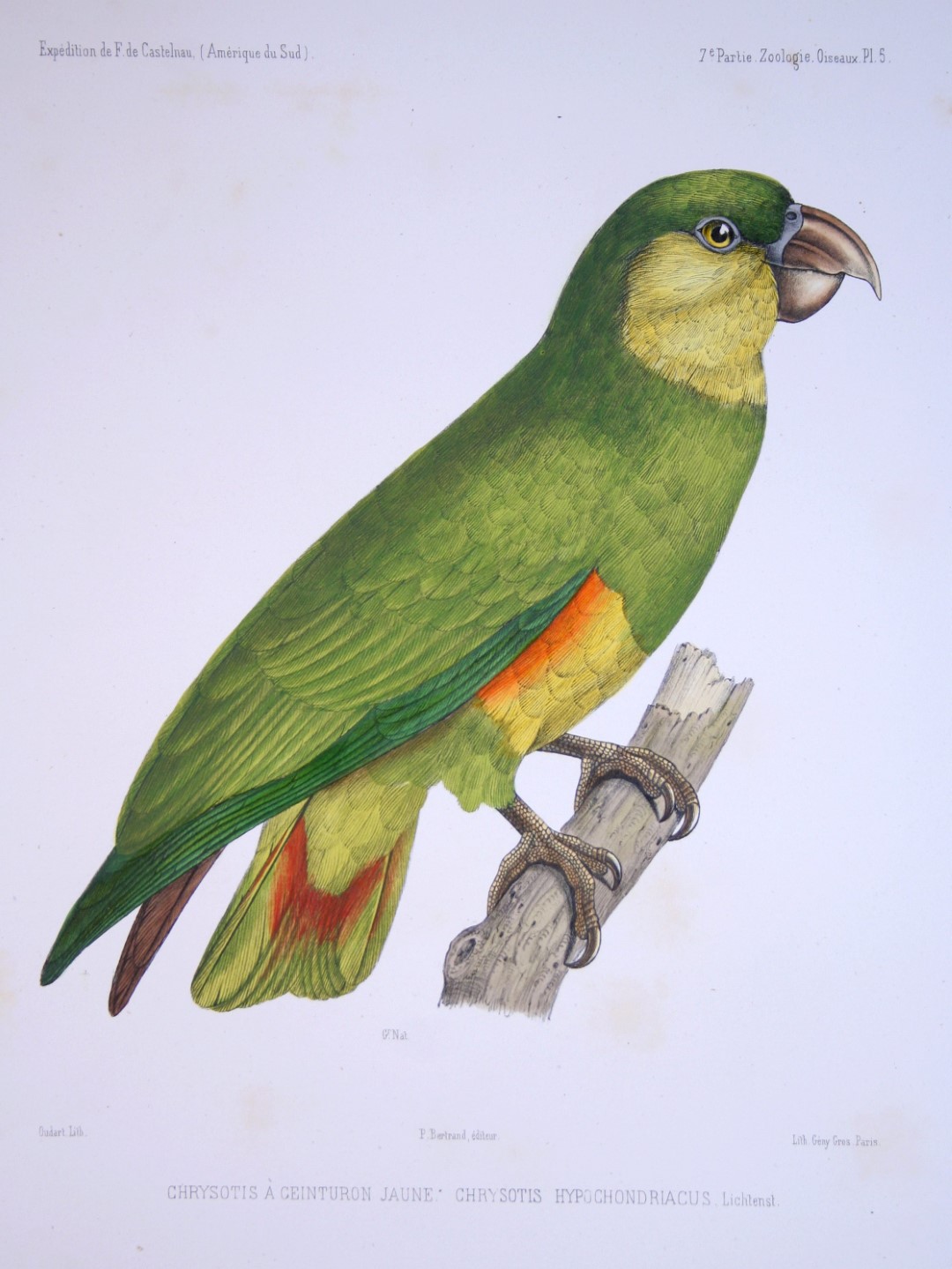 Yellow-faced Amazon