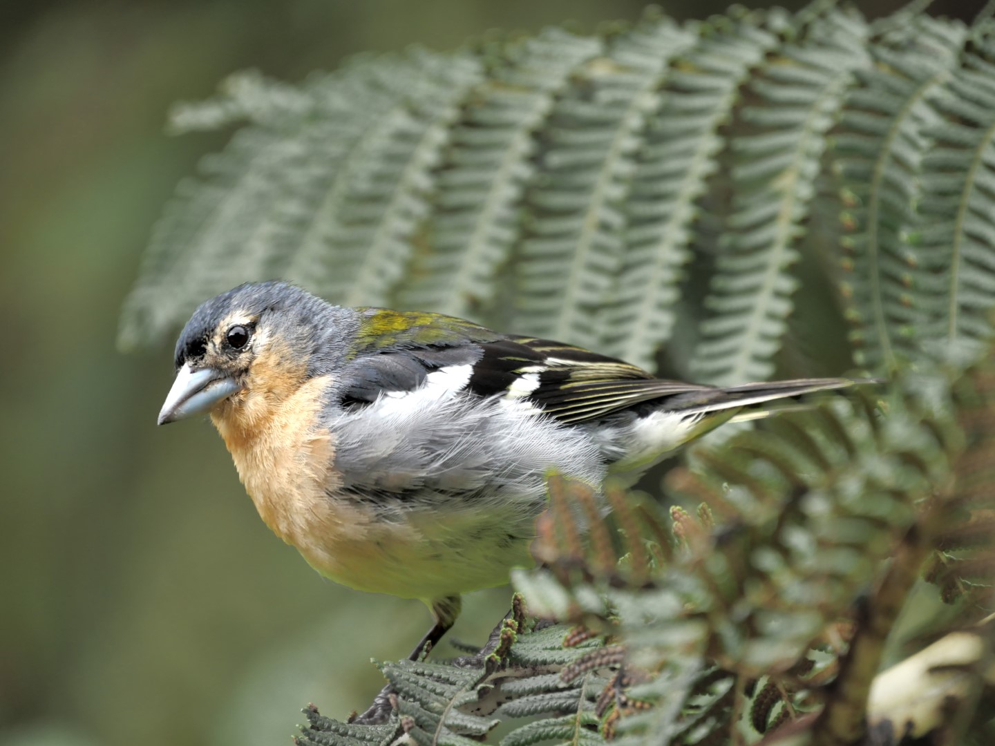 Yellow-faced Grassquit