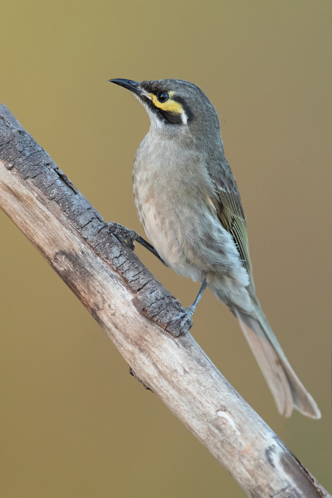 Yellow-faced Honeyeater