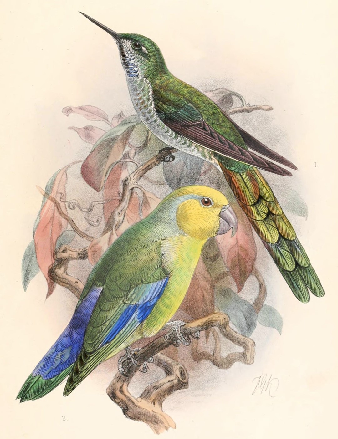 Yellow-faced Parrotlet