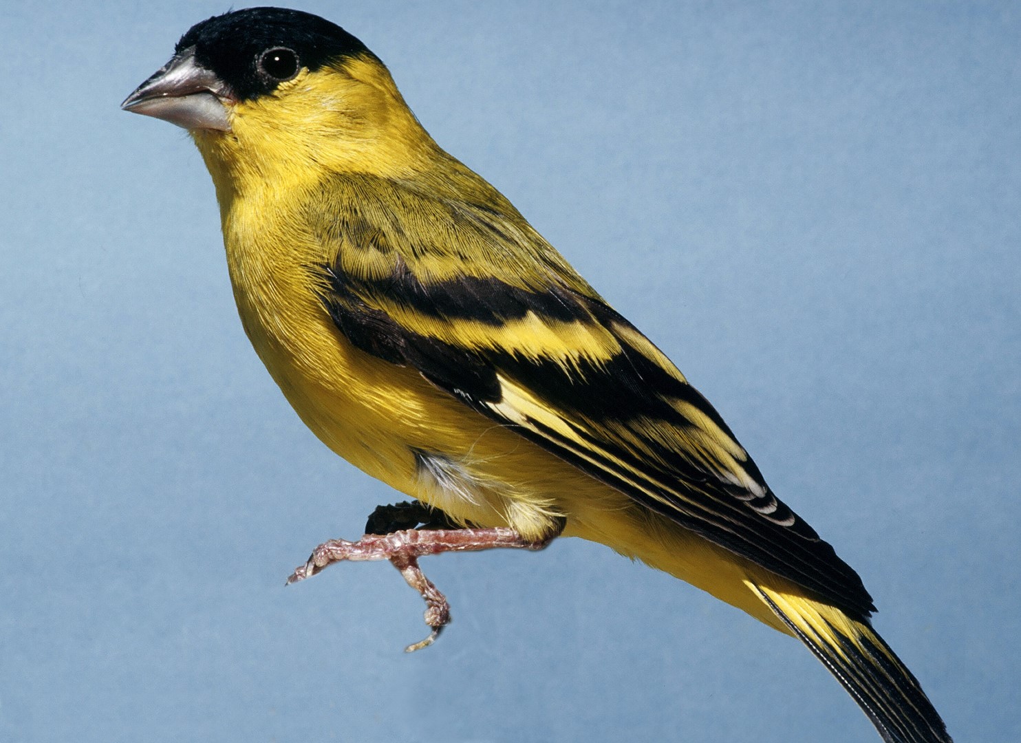 Yellow-faced Siskin