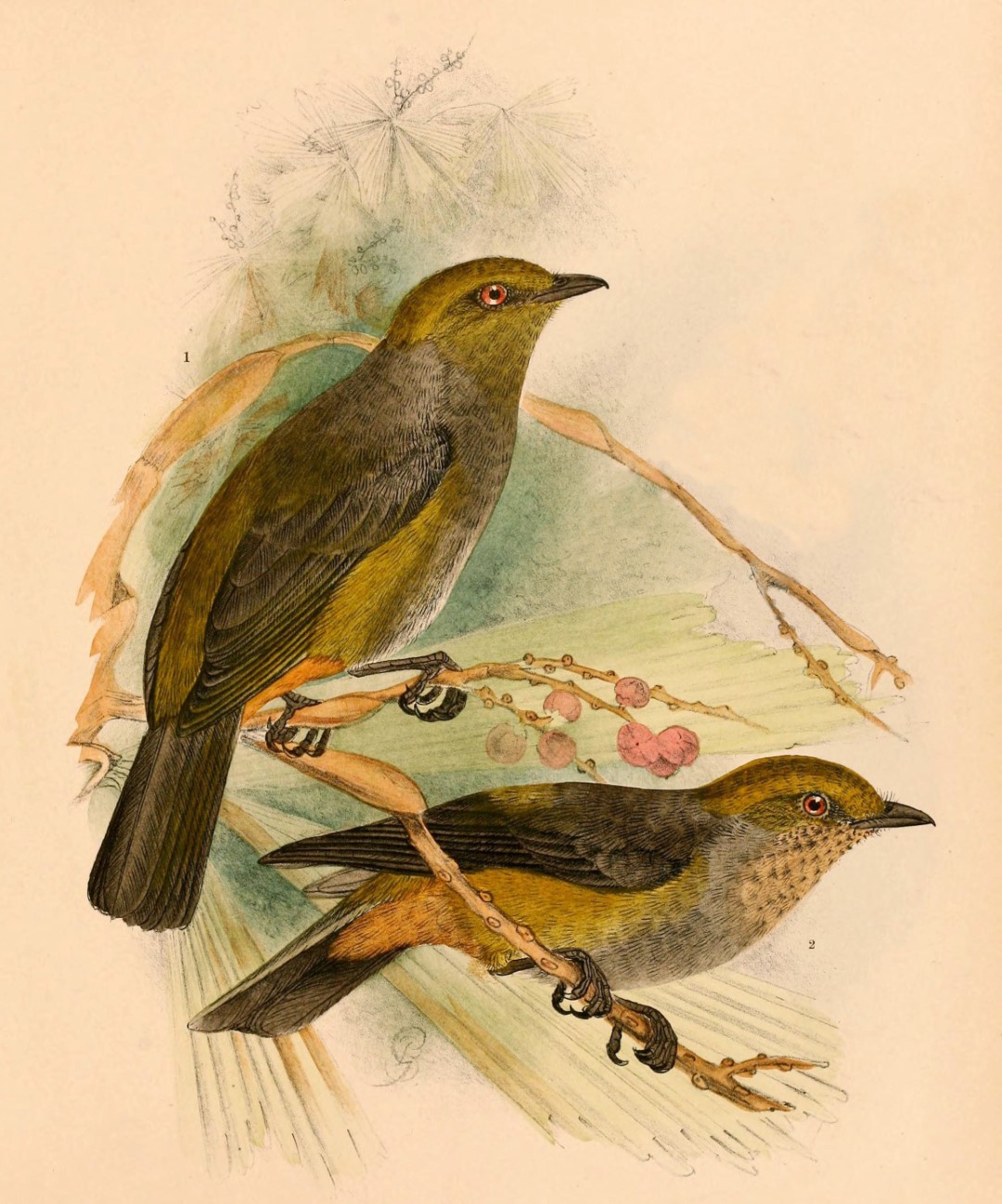 Yellow-flanked Whistler