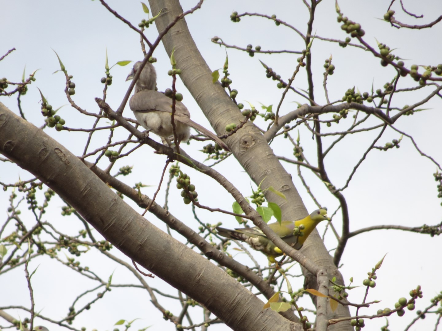 Yellow-footed Green Pigeon