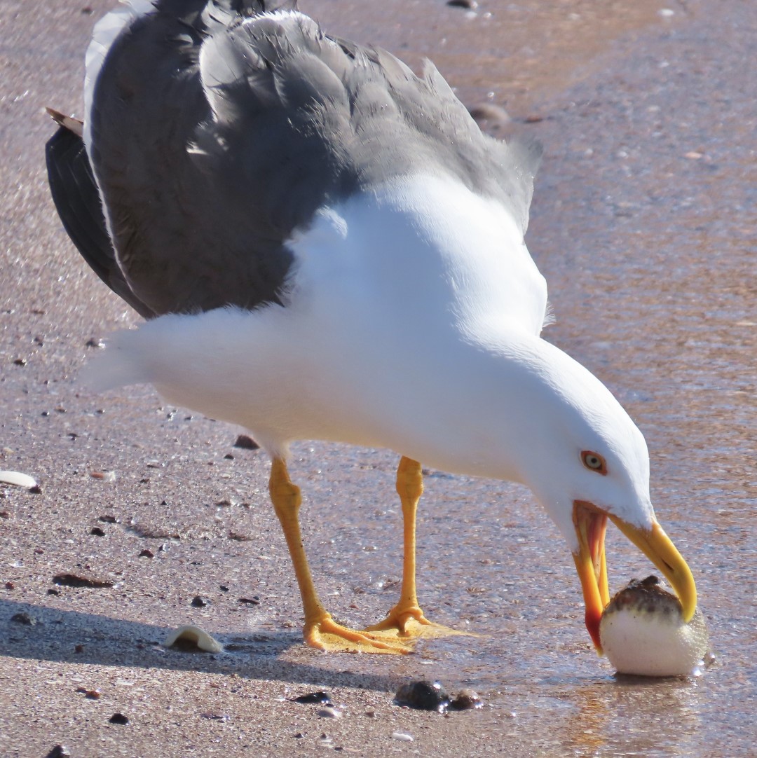 Yellow-footed Gull