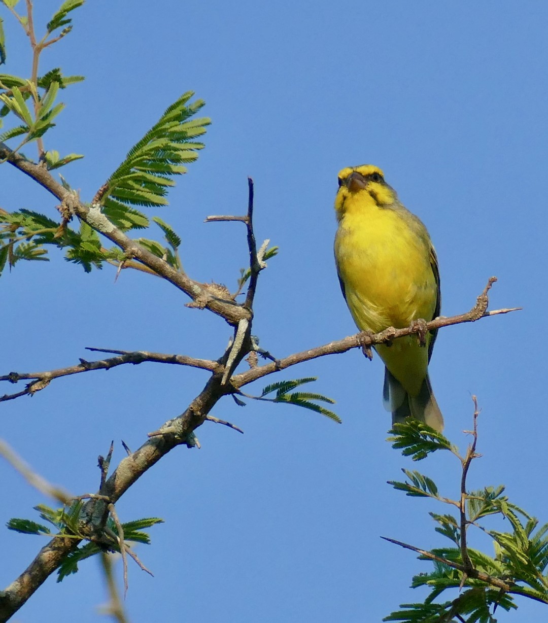 Yellow-fronted Canary