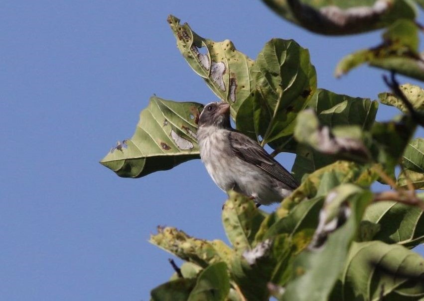 Yellow-fronted Canary