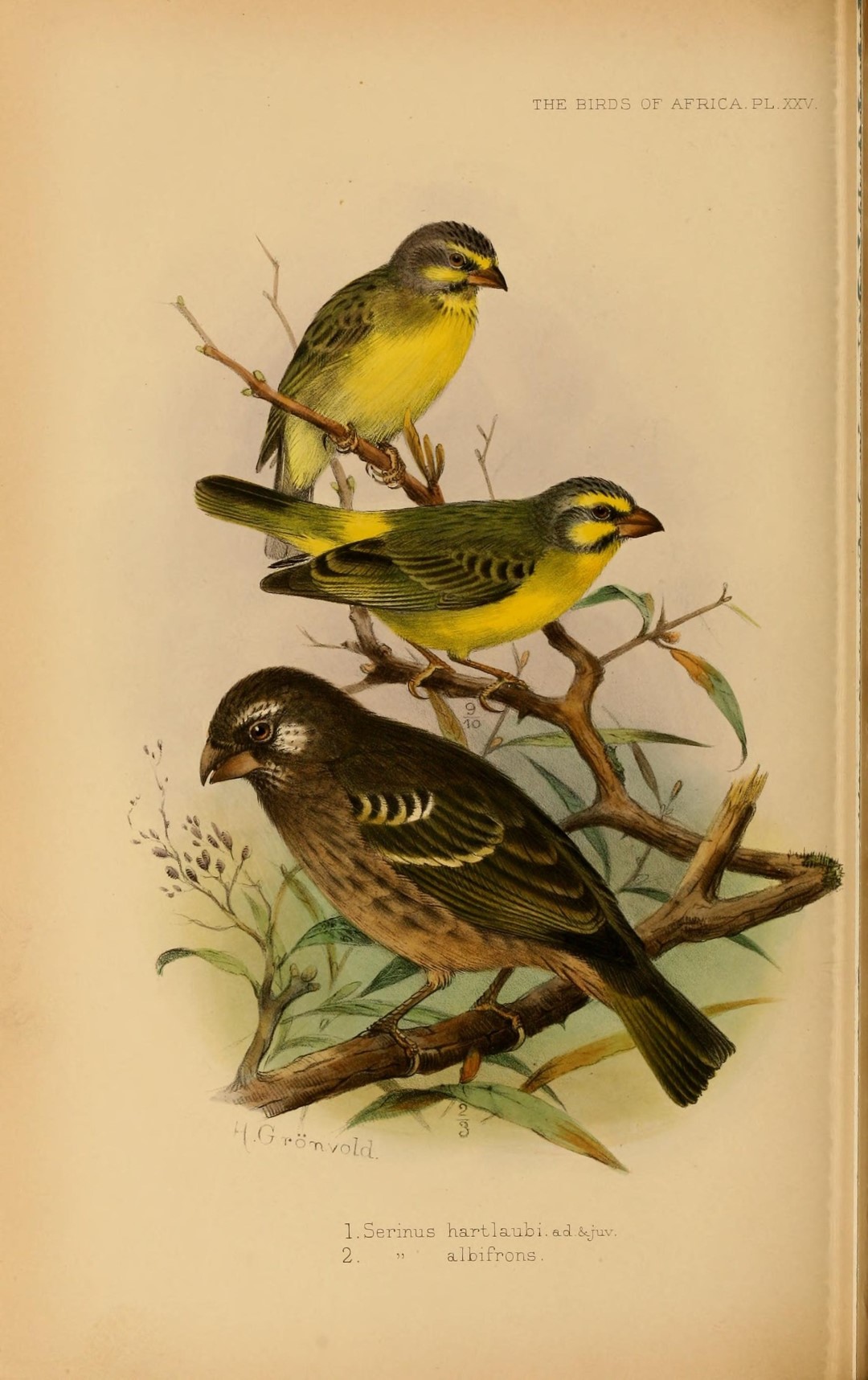 Yellow-fronted Canary