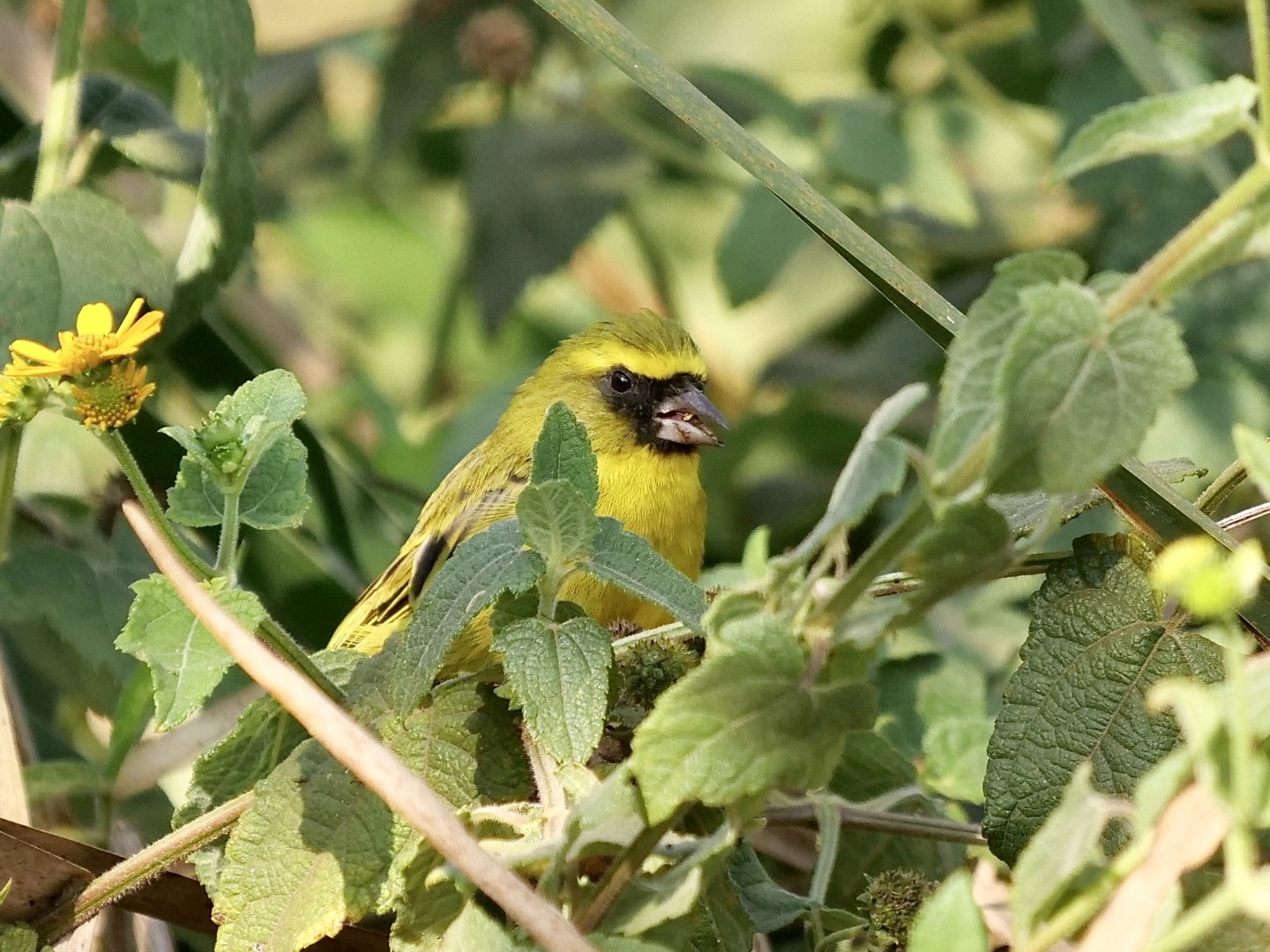 Yellow-fronted Canary