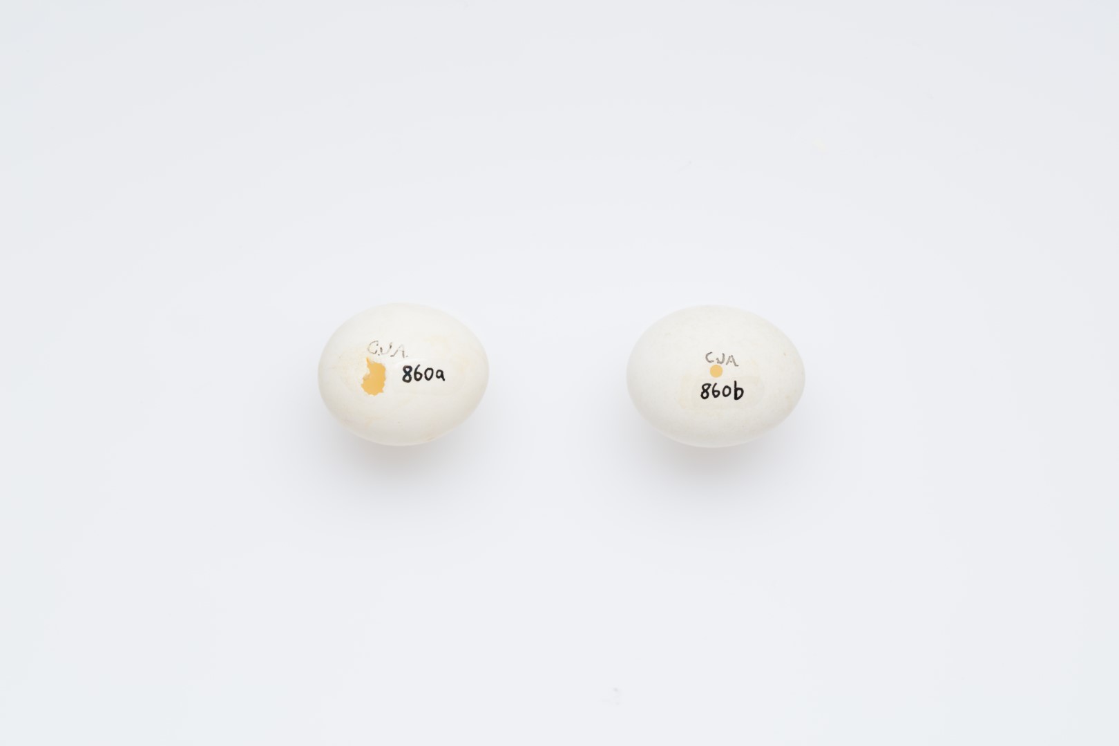 Yellow-fronted Parakeet