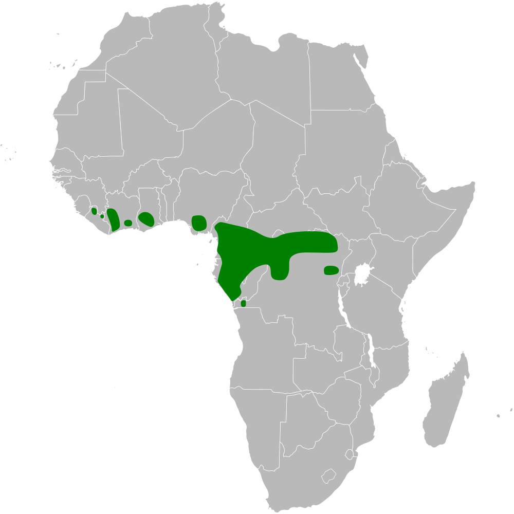 Yellow-fronted Tinkerbird