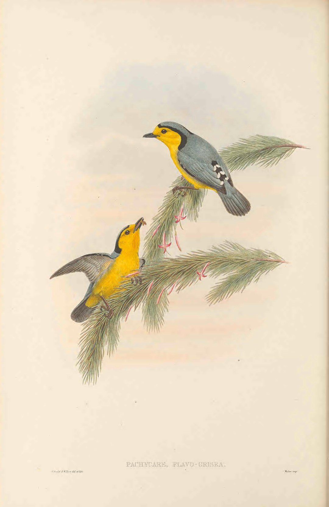 Yellow-gray Bush Tanager