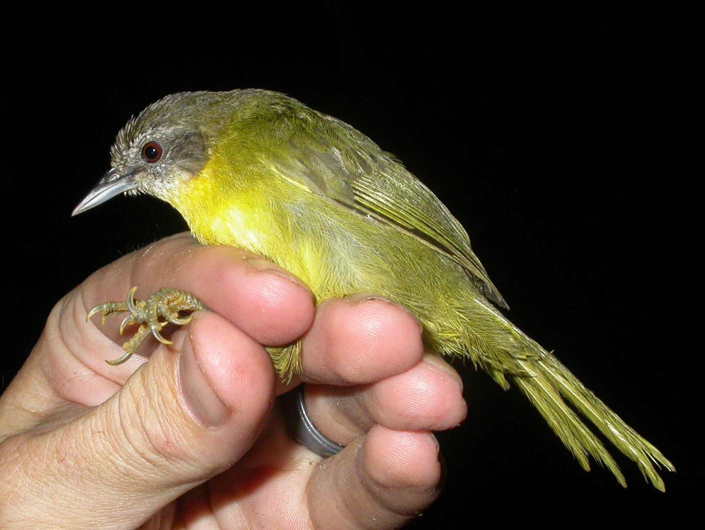 Yellow-green Bush Tanager