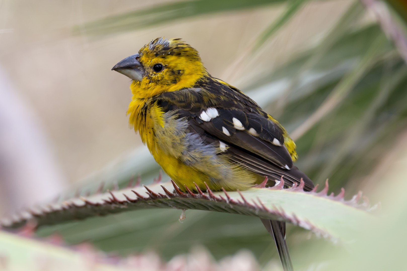 Yellow Grosbeak
