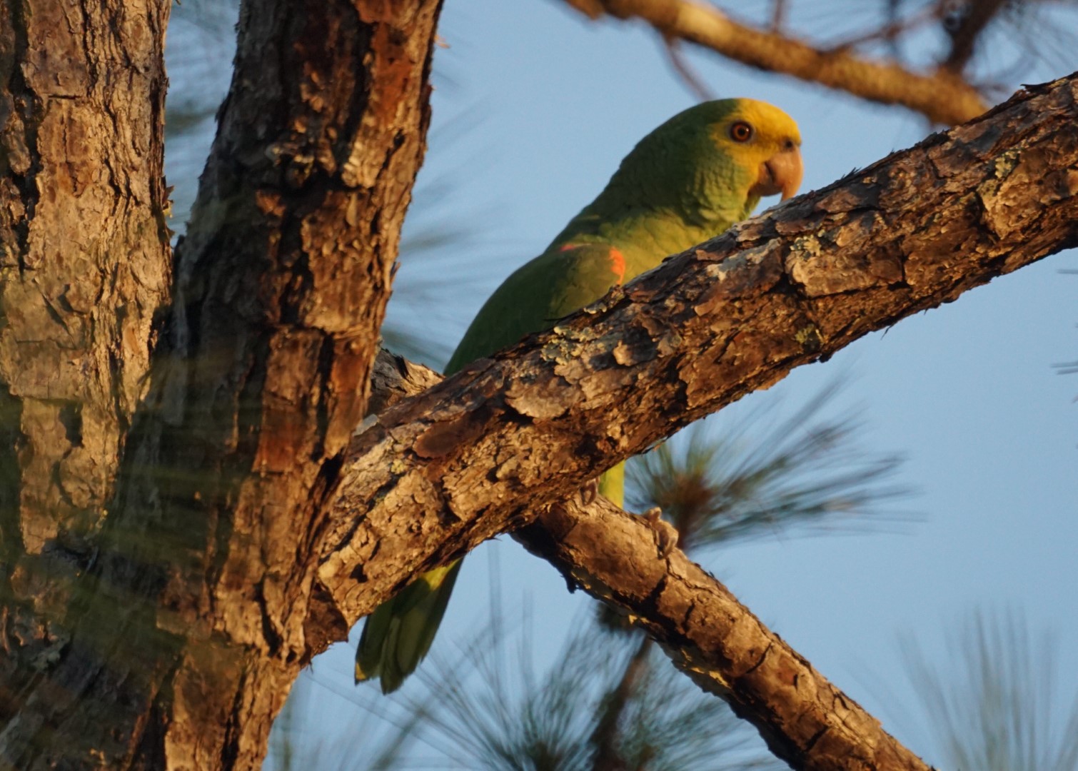 Yellow-headed Amazon