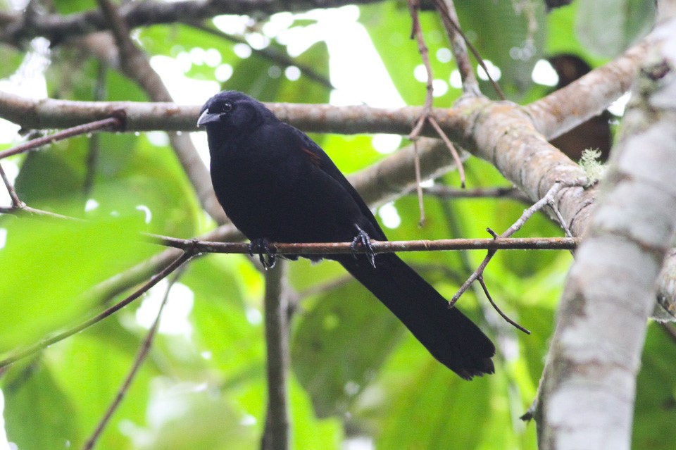 Yellow-headed Blackbird