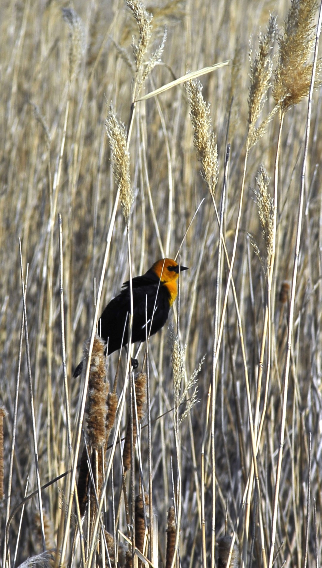 Yellow-headed Blackbird