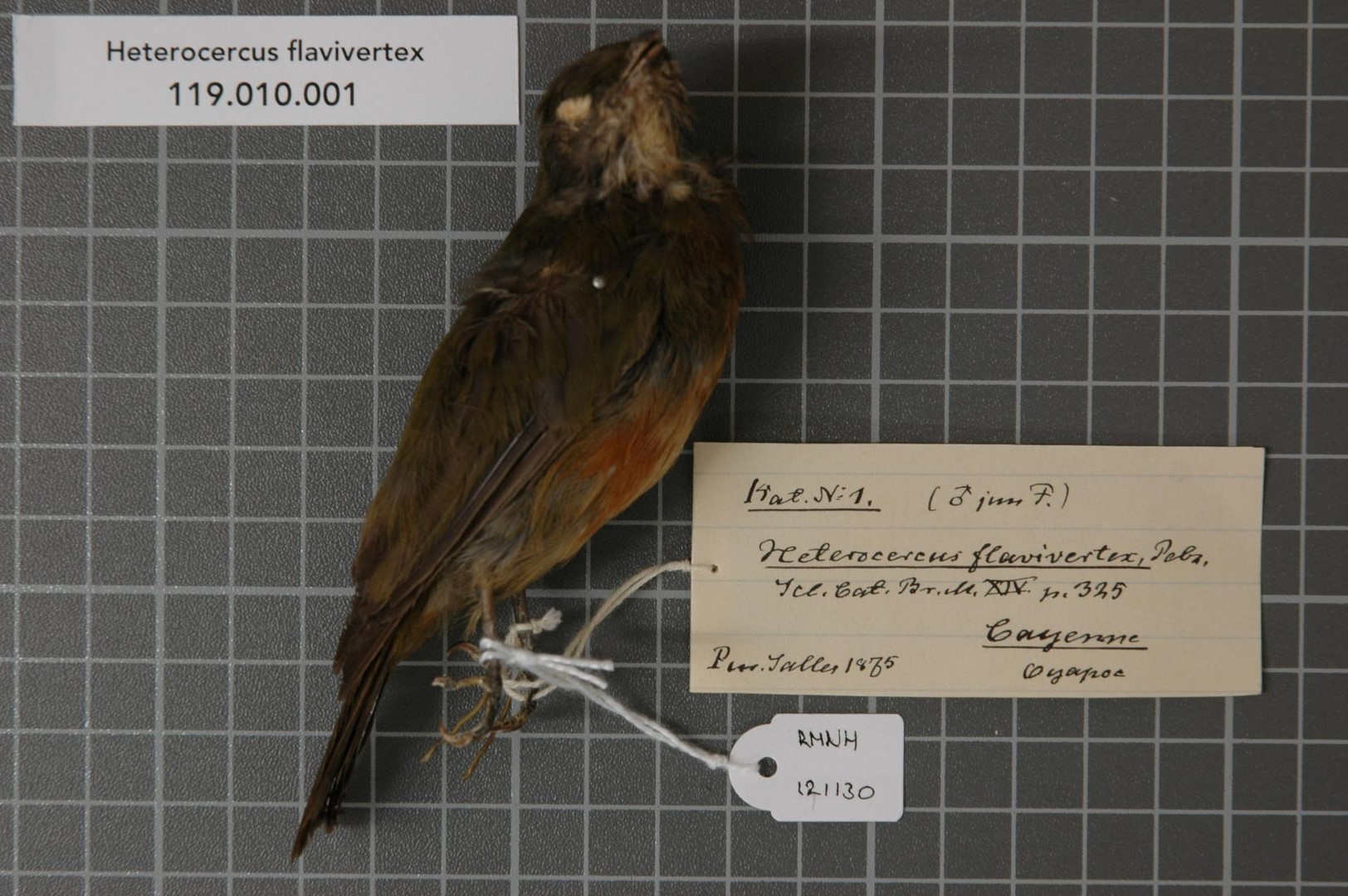 Yellow-headed Manakin