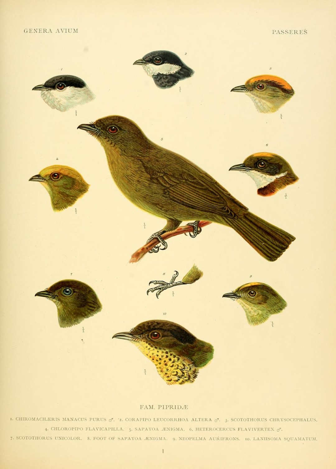 Yellow-headed Manakin