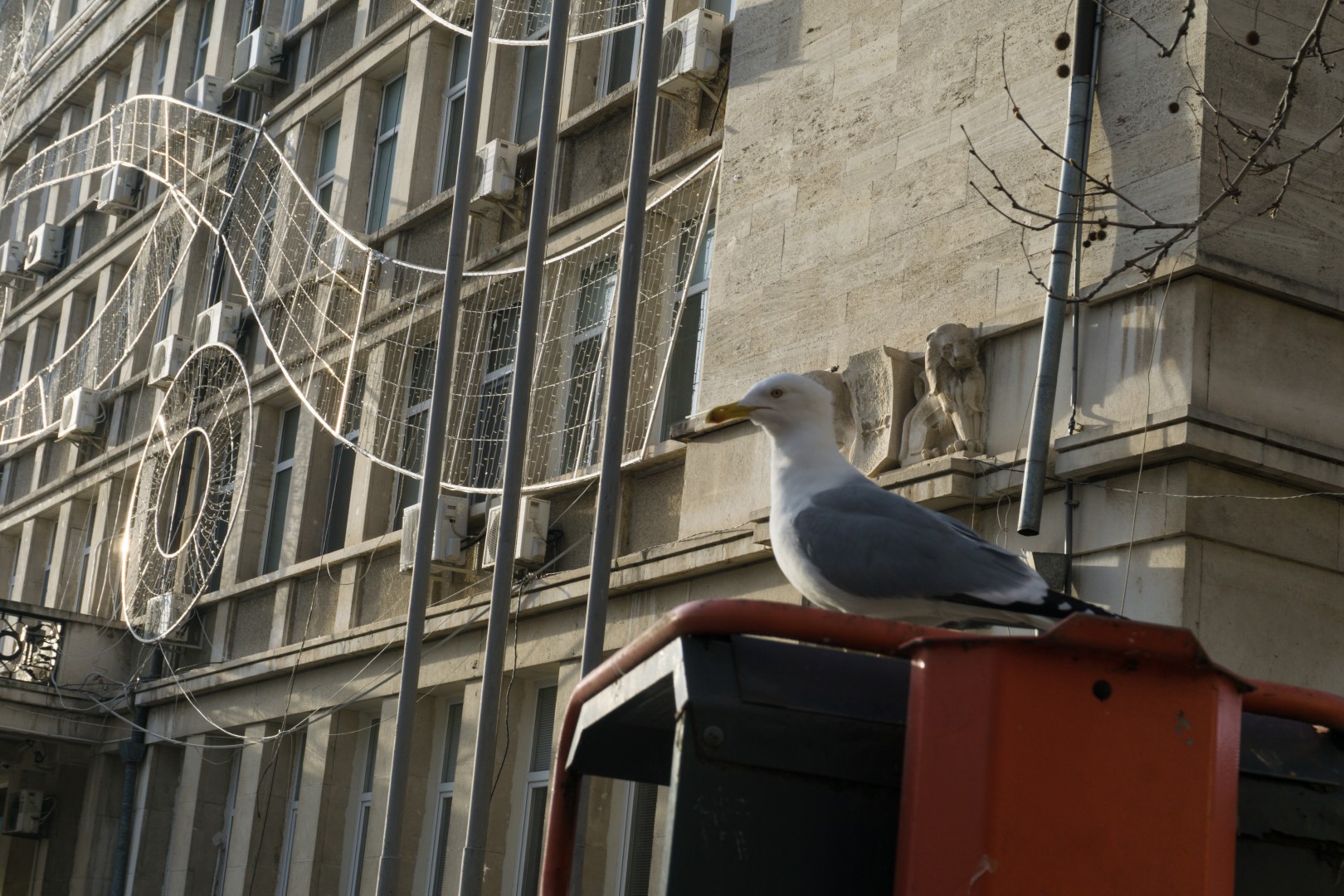 Yellow-legged Gull