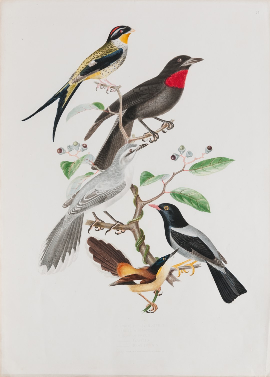 Yellow-legged Thrush