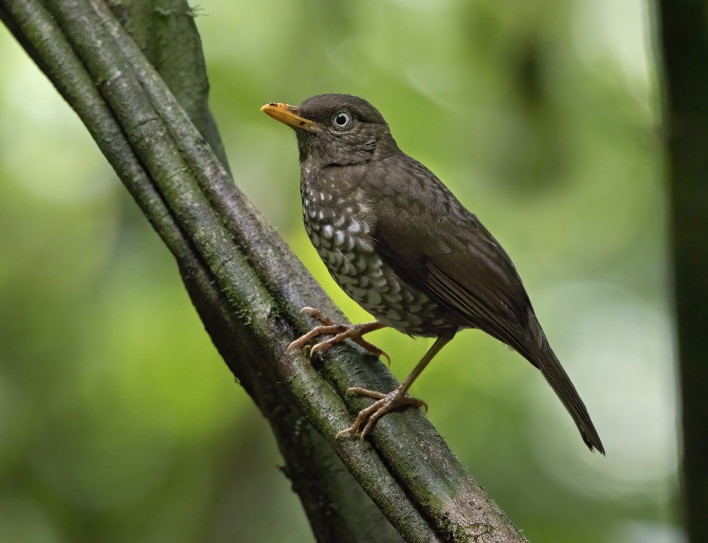 Yellow-legged Thrush