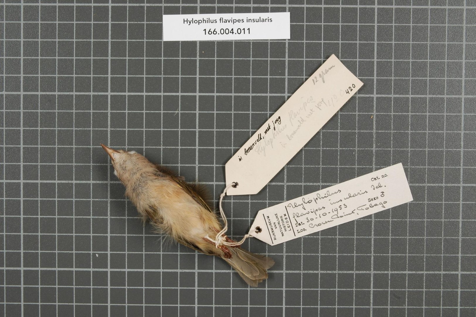 Yellow-legged Tody-Flycatcher