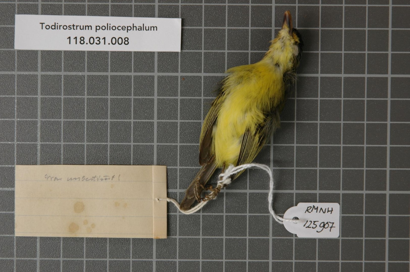 Yellow-lored Tody-Flycatcher