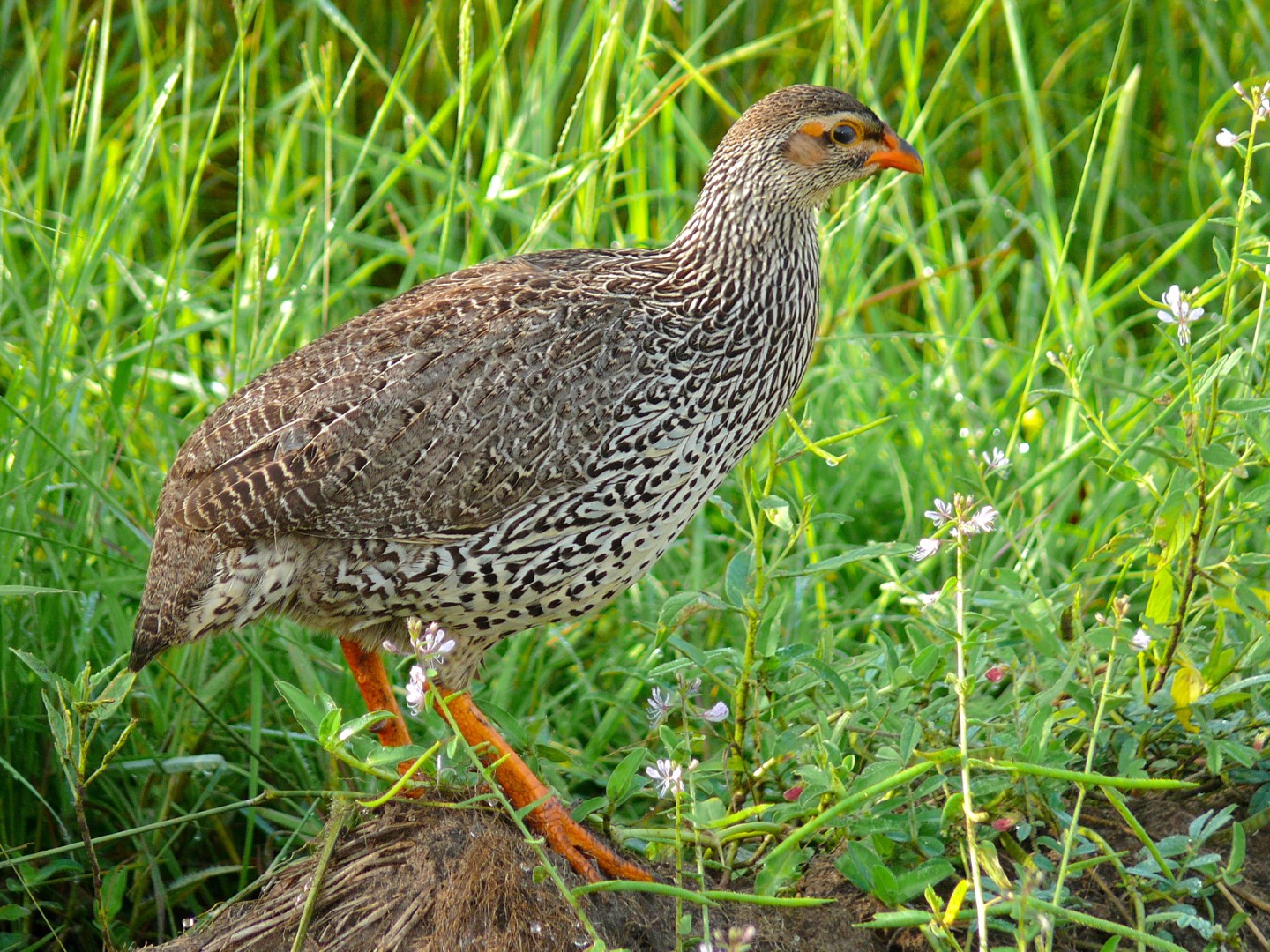 Yellow-necked Spurfowl