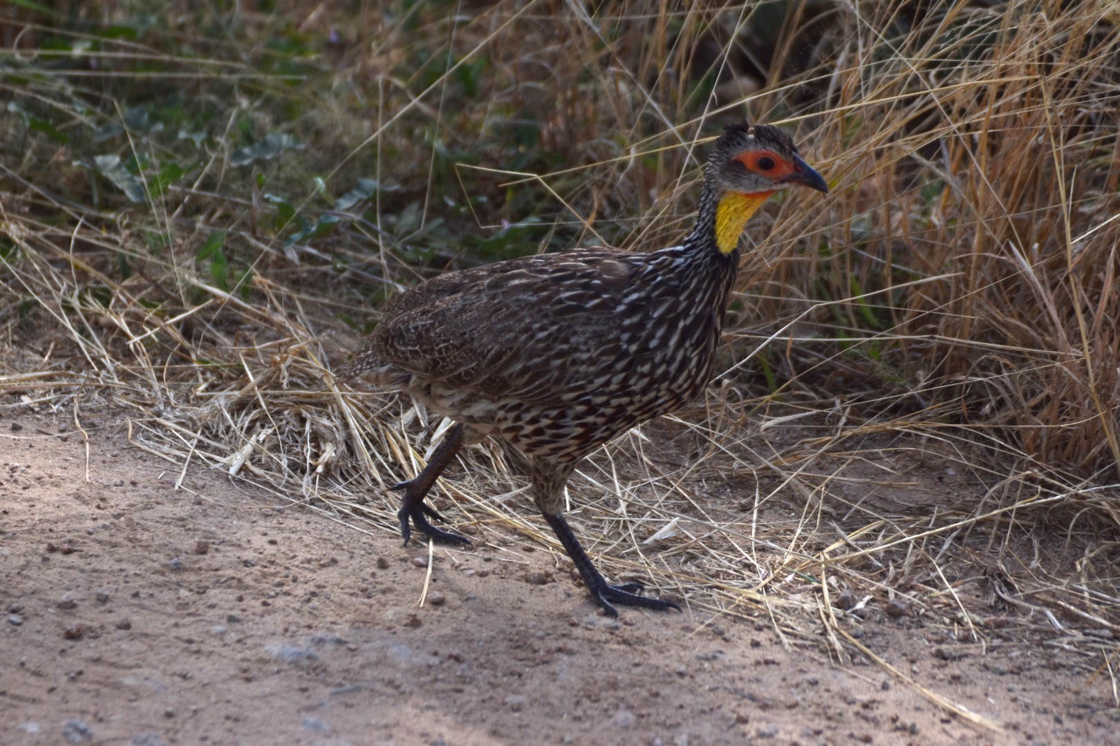 Yellow-necked spurfowl