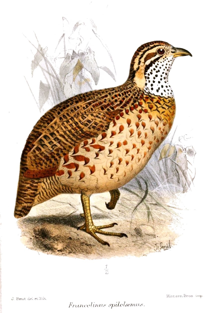 Yellow-necked Spurfowl