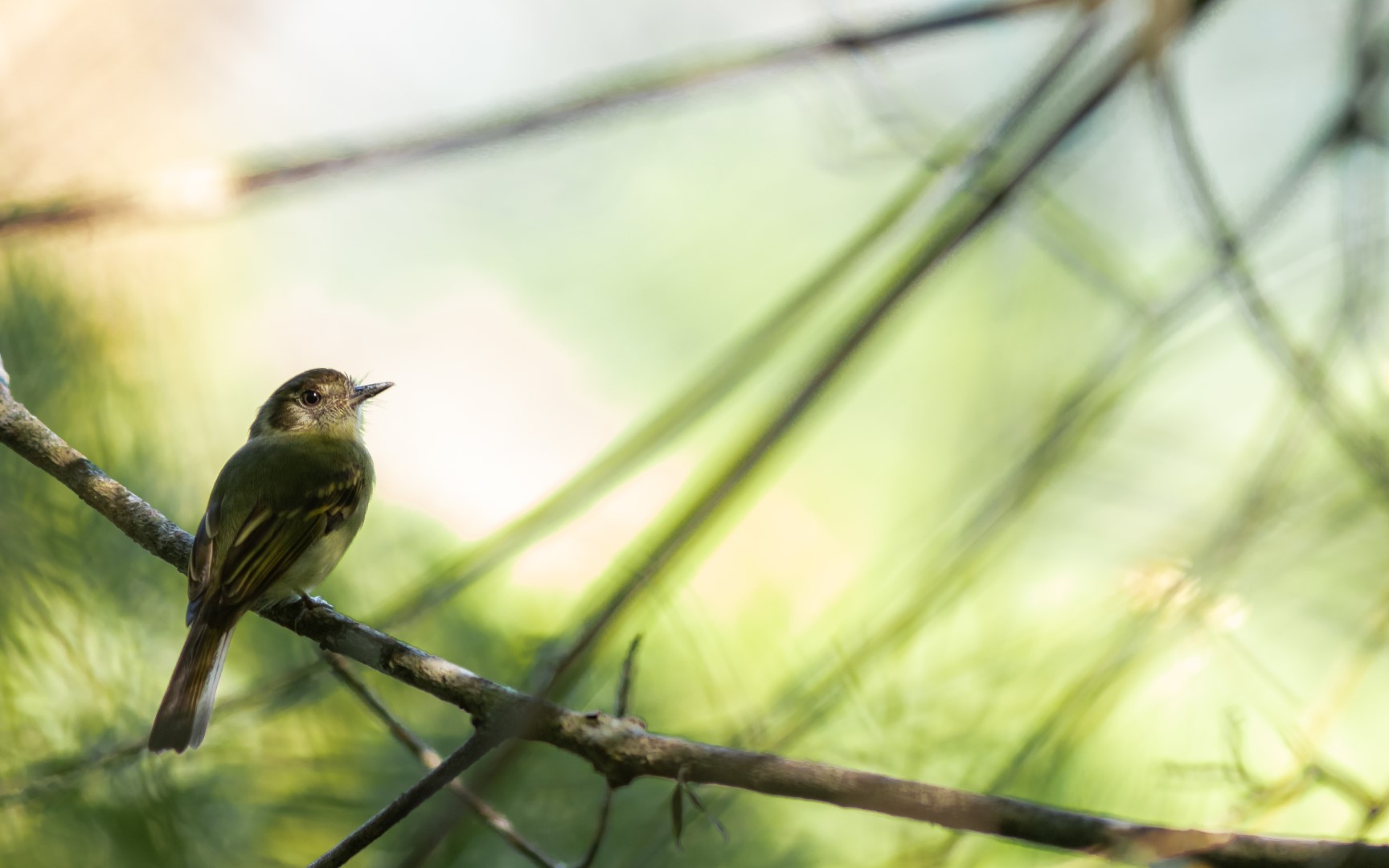 Yellow-olive Flycatcher