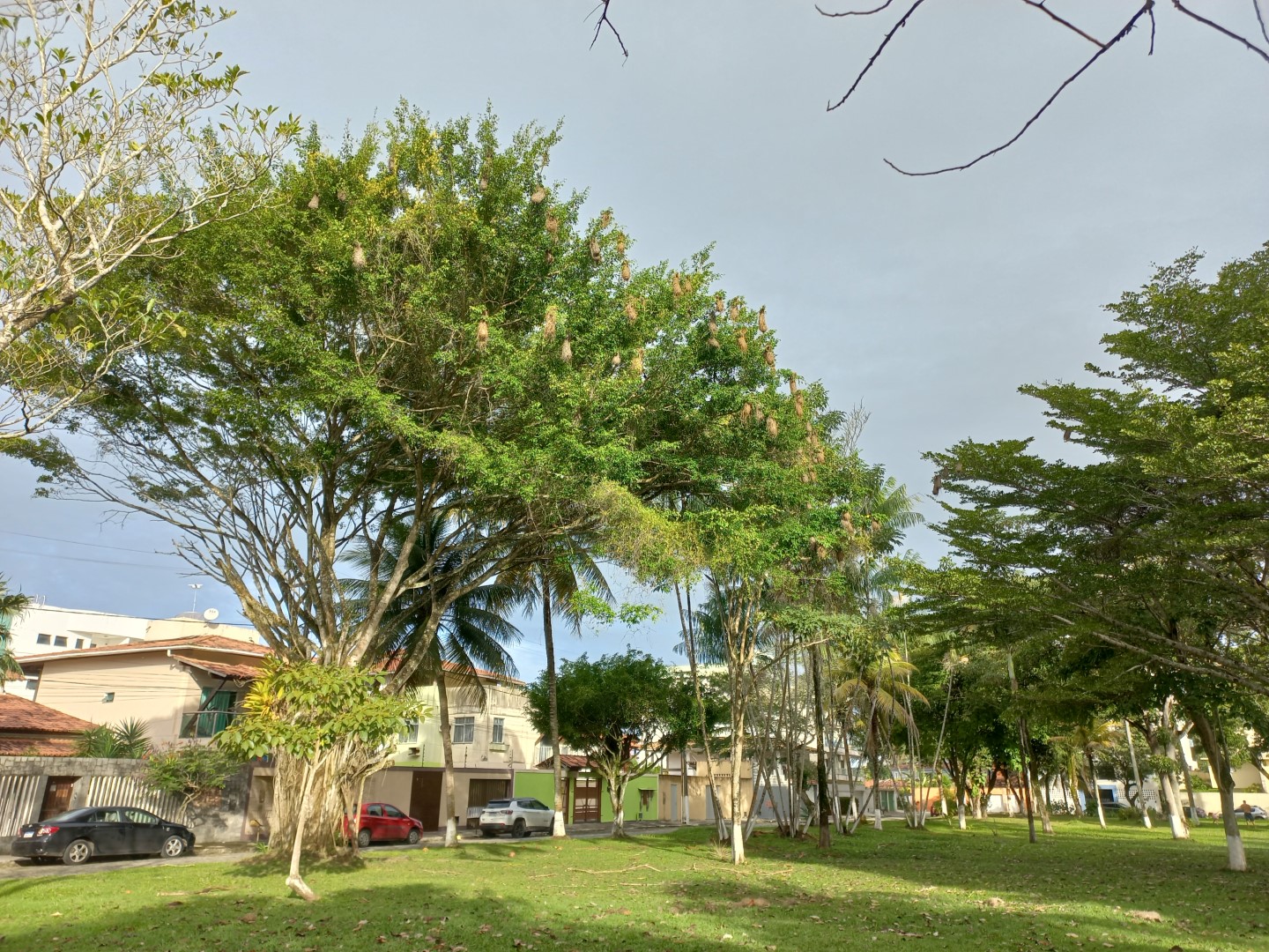 Yellow-rumped Cacique