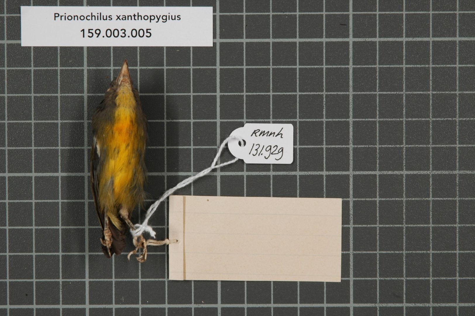 Yellow-rumped Flowerpecker