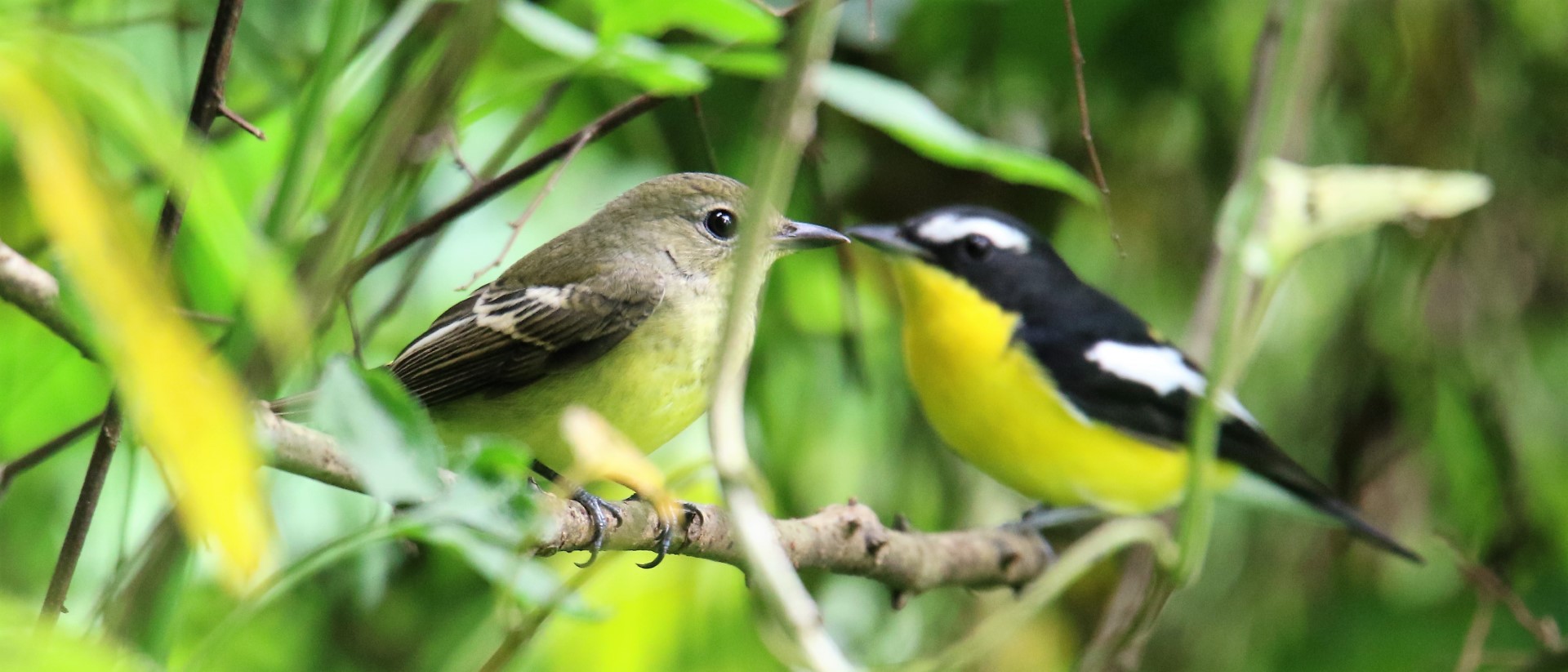 Yellow-rumped Flycatcher