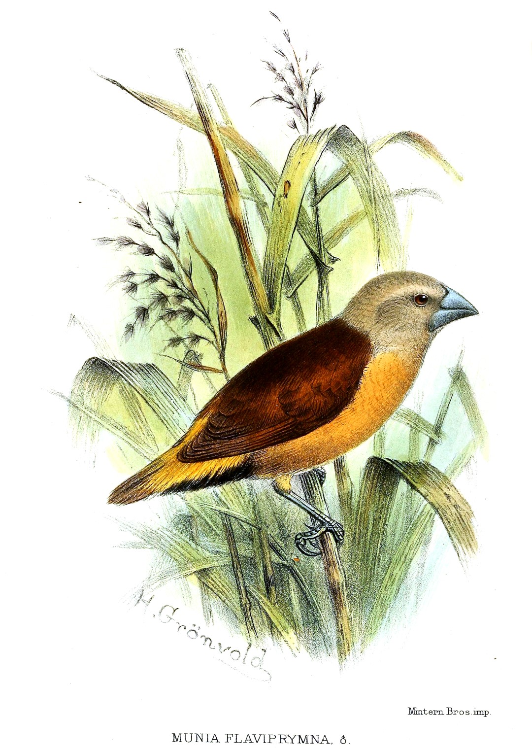 Yellow-rumped Munia