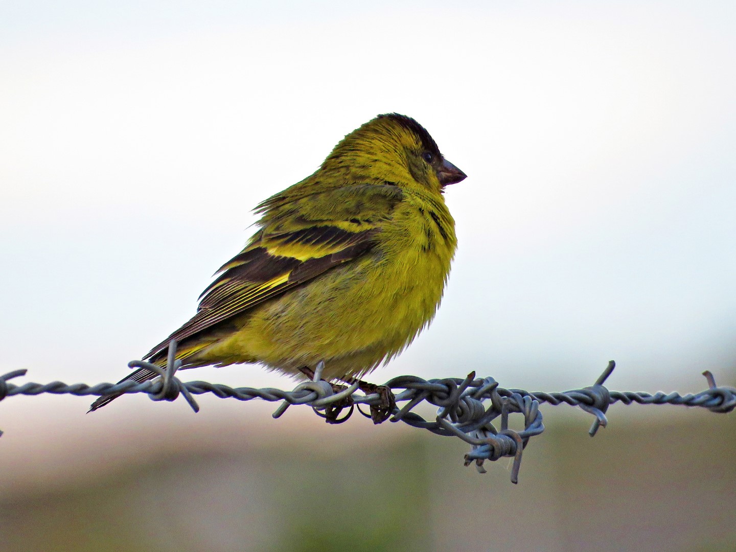 Yellow-rumped Seedeater