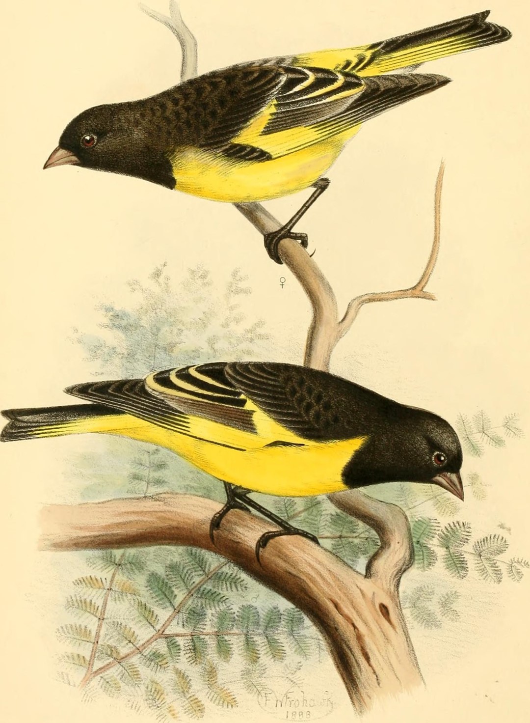Yellow-rumped Siskin