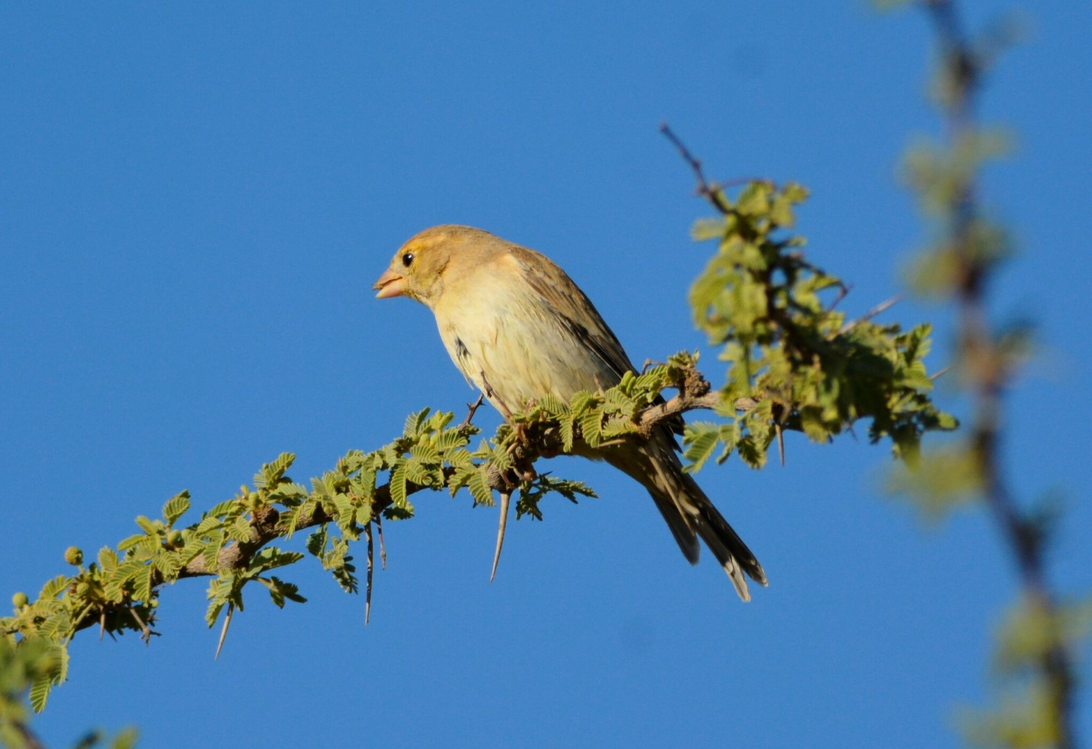 Yellow-rumped Sparrow