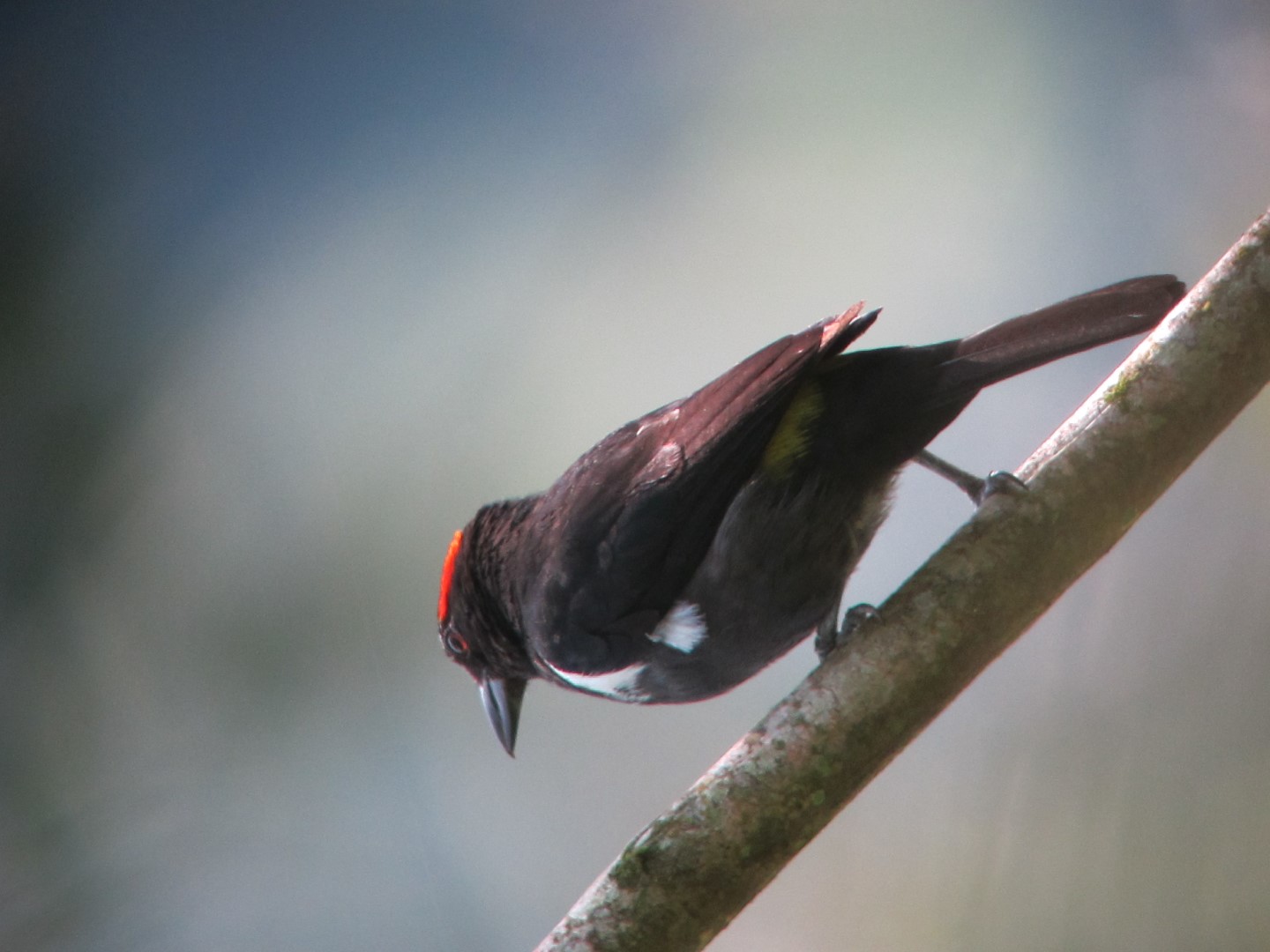 Yellow-rumped Tanager