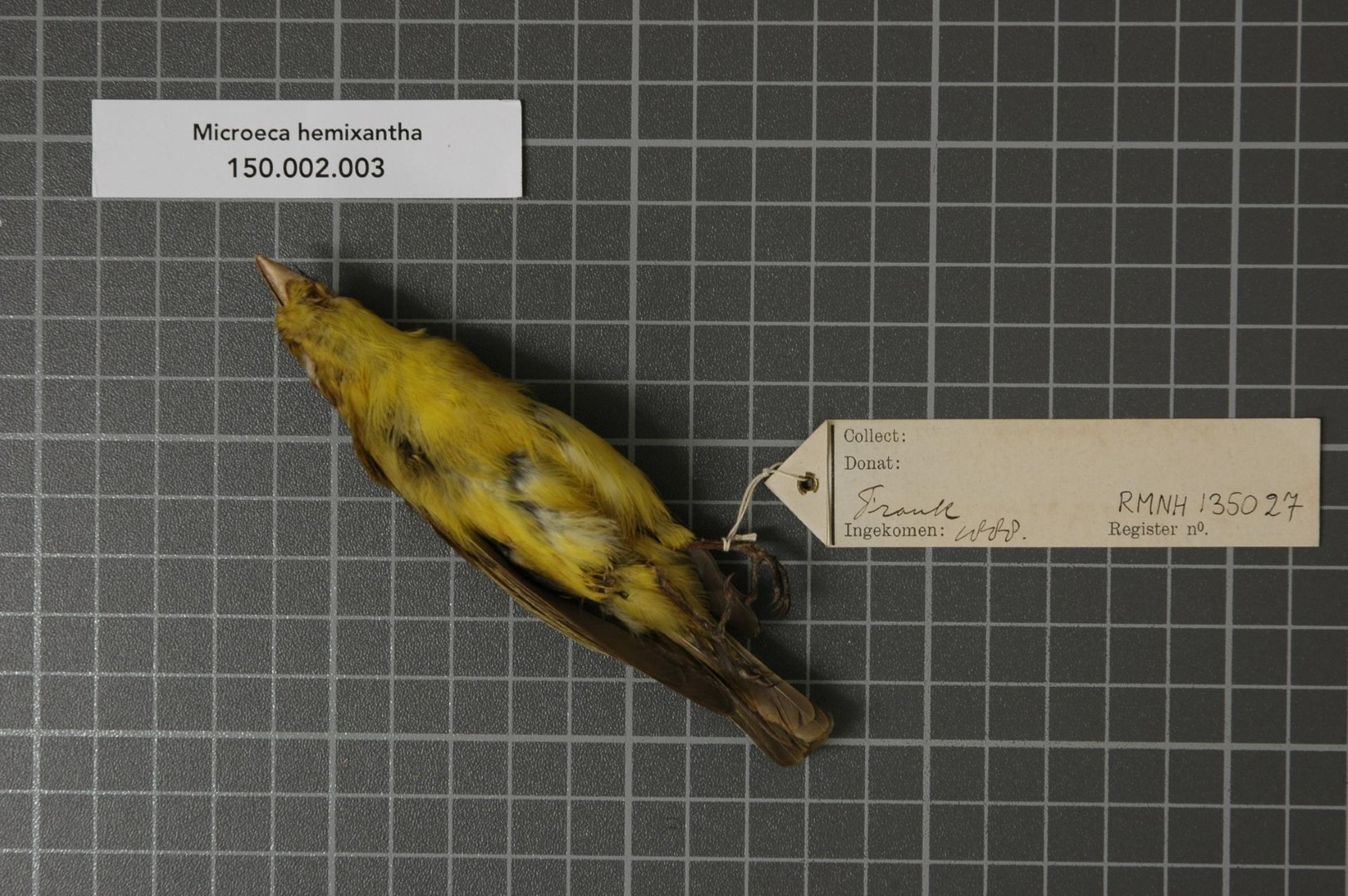 Yellow-rumped Thornbill