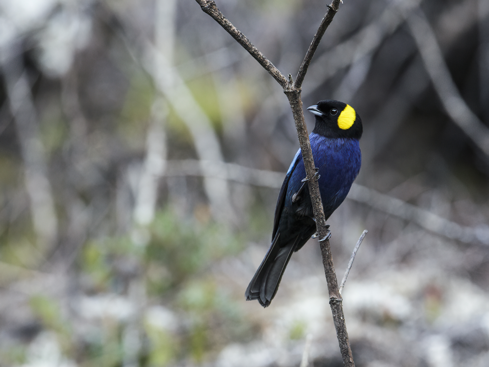 Yellow-scarfed Tanager