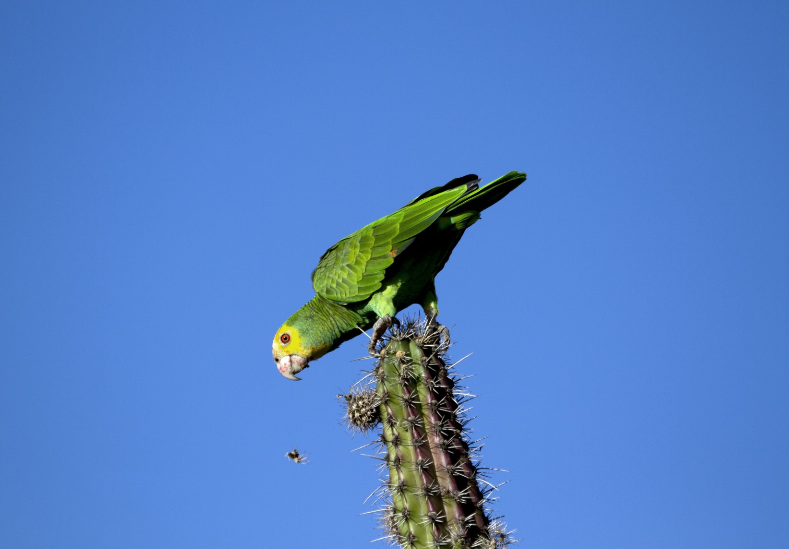 Yellow-shouldered Amazon