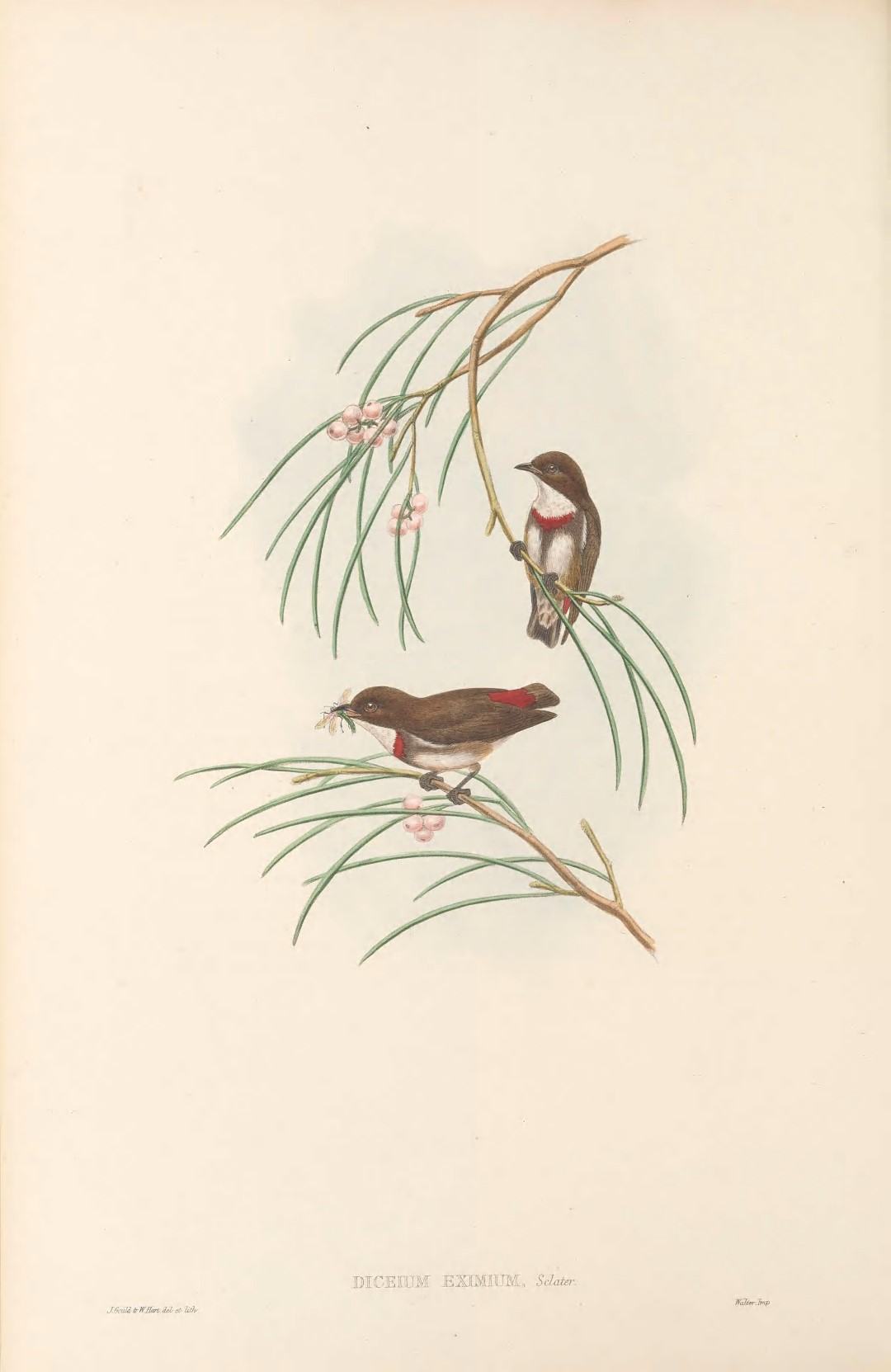 Yellow-sided Flowerpecker