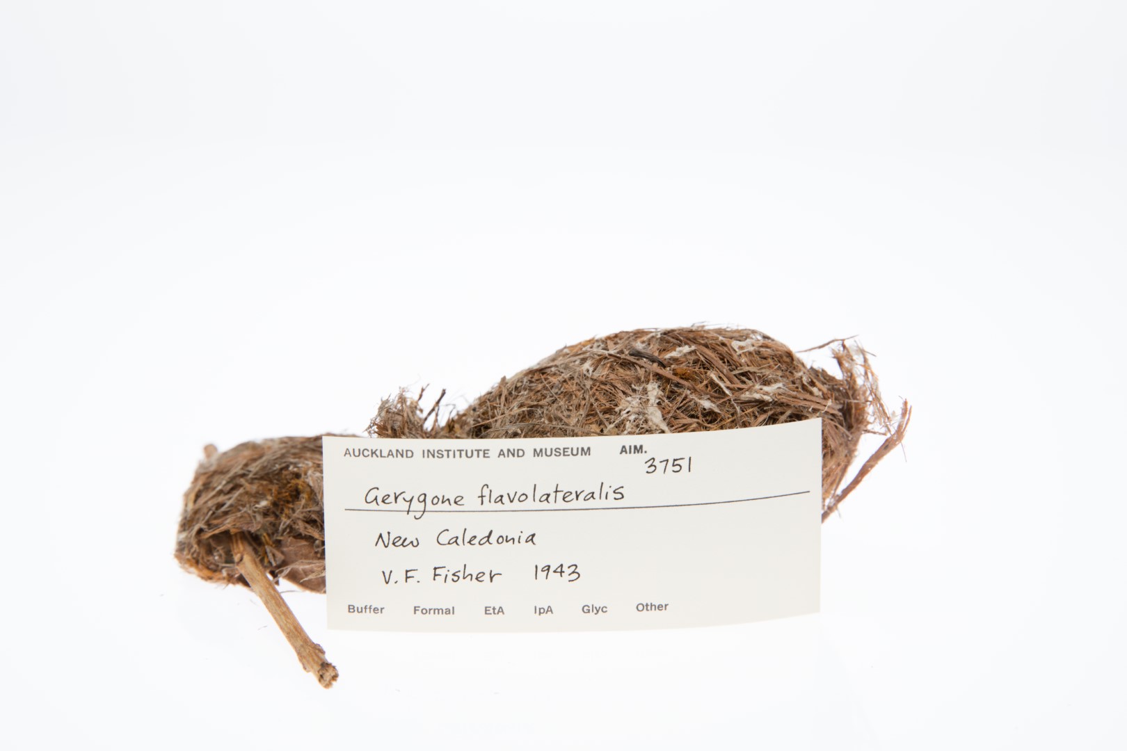 Yellow-sided Gerygone