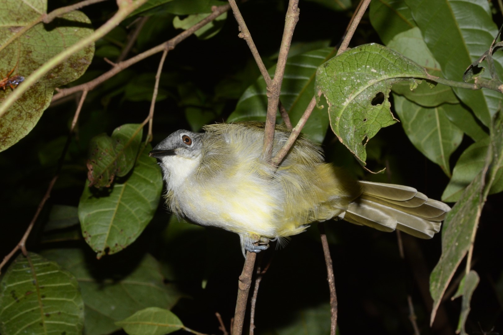 Yellow-streaked bulbul