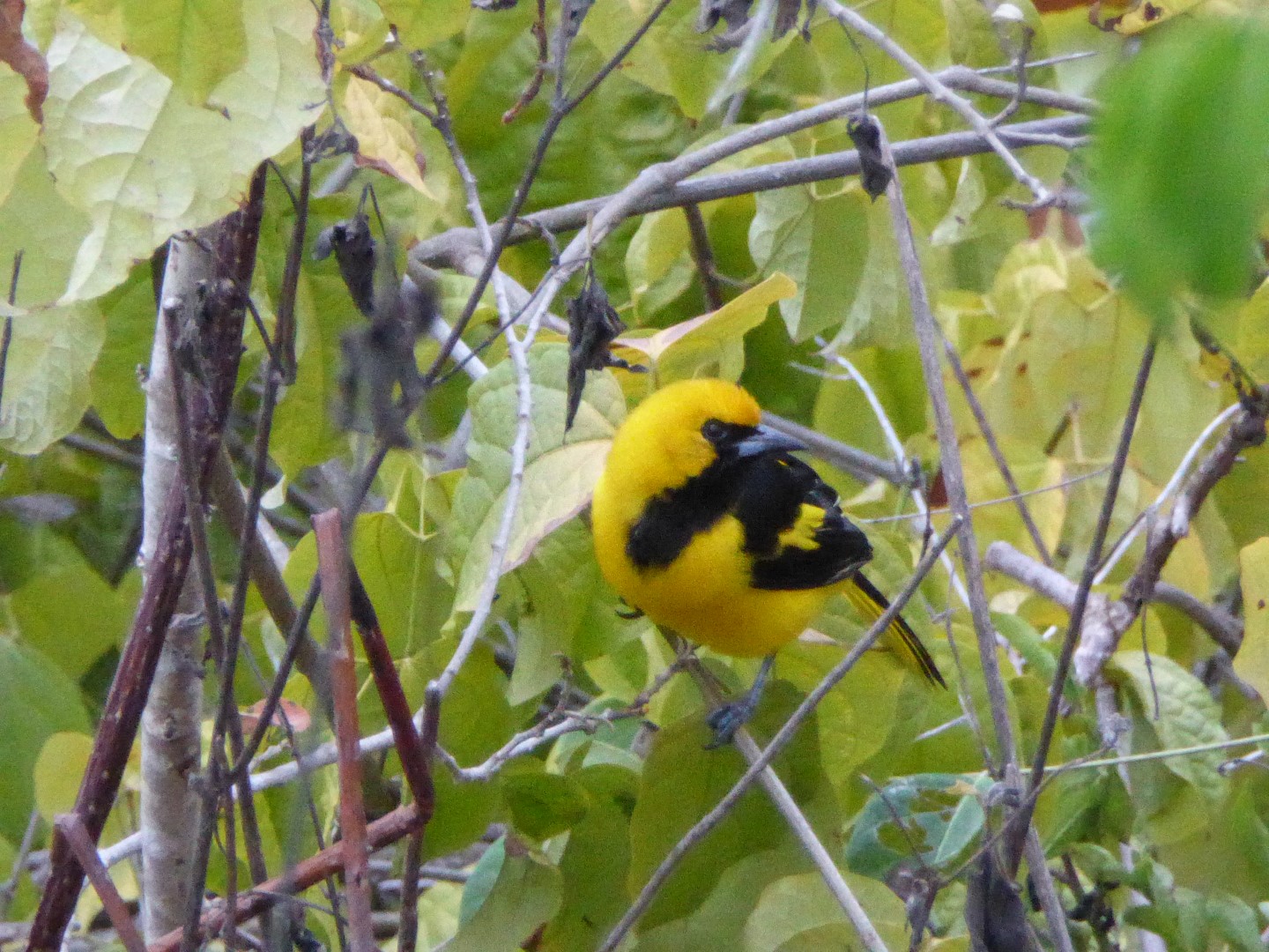 Yellow-tailed Oriole