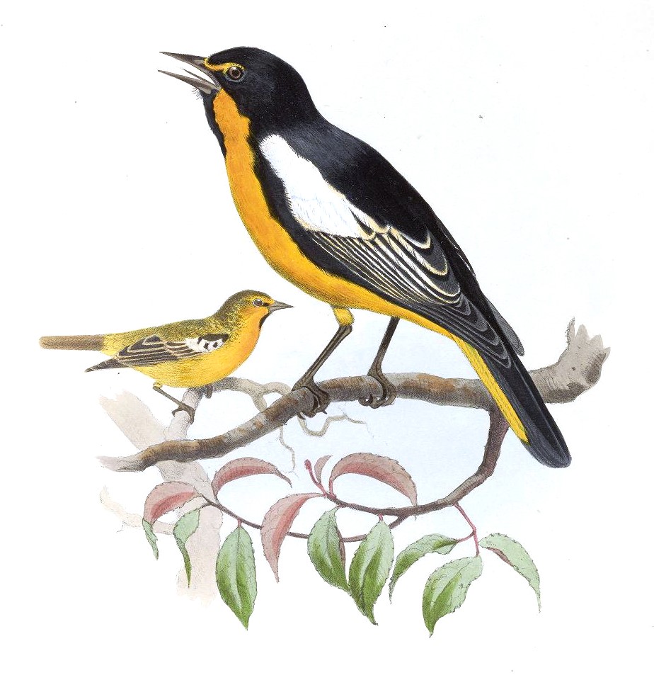 Yellow-tailed Oriole